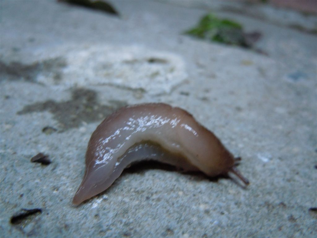 Limacidi da Agnano (Lehmannia - Limacus flavus) (NA)